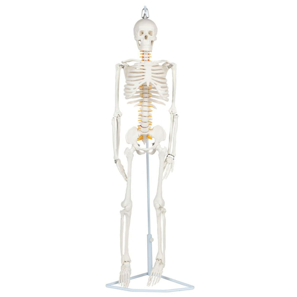 Anatomy Lab Essential Flexible Mini Skeleton