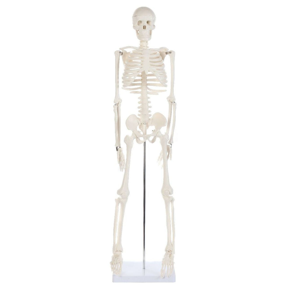 Anatomy Lab Essential Mini Skeleton